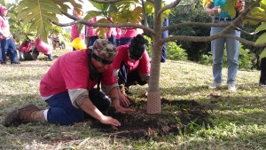 WCC women planting breadfruit trees.